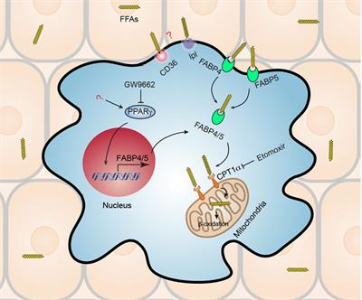 Metabolic Reprogramming and Longevity of Tissue-Resident Memory T Cells